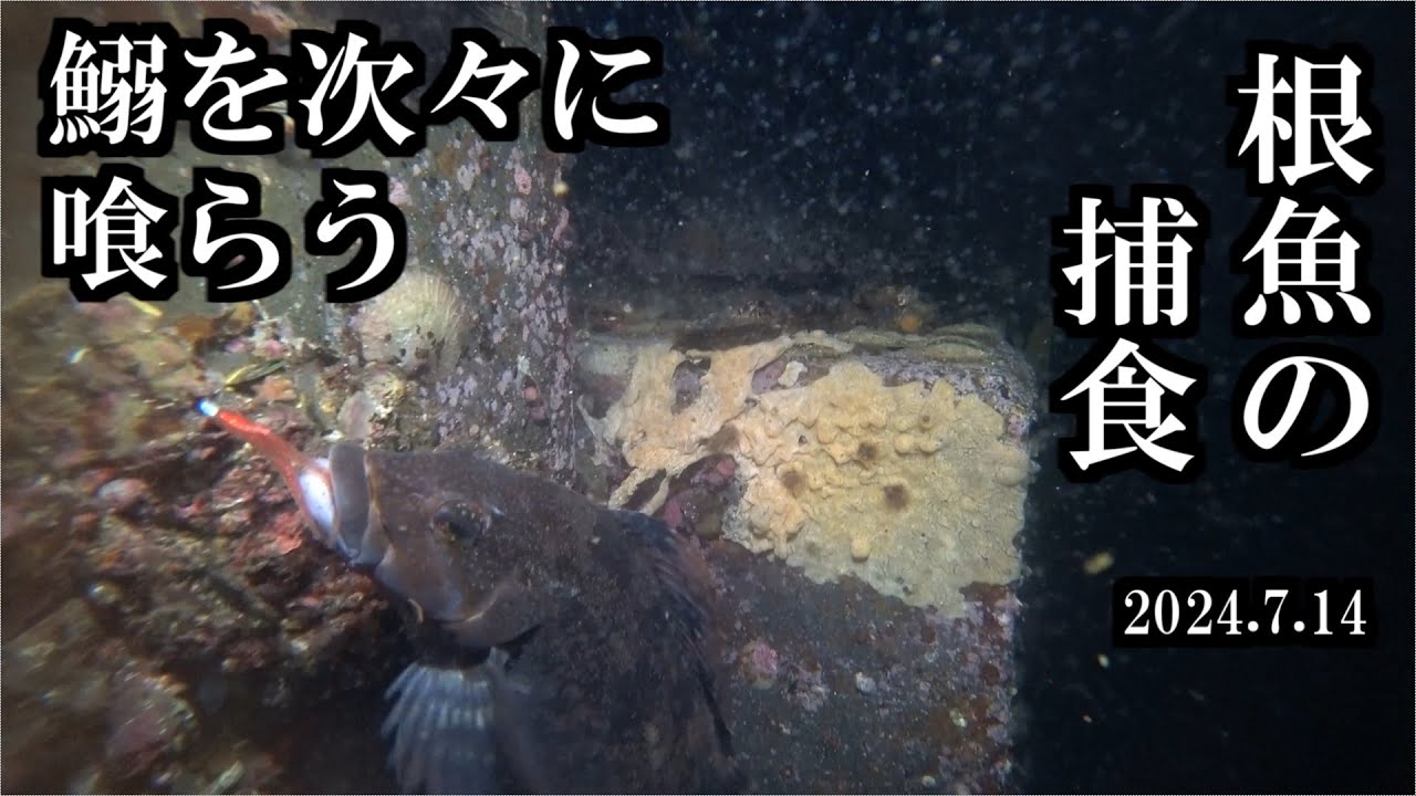 【水中映像】イワシを捕食するメバル、アイナメ、クロソイ　三陸つりしとがんせ　vol 80