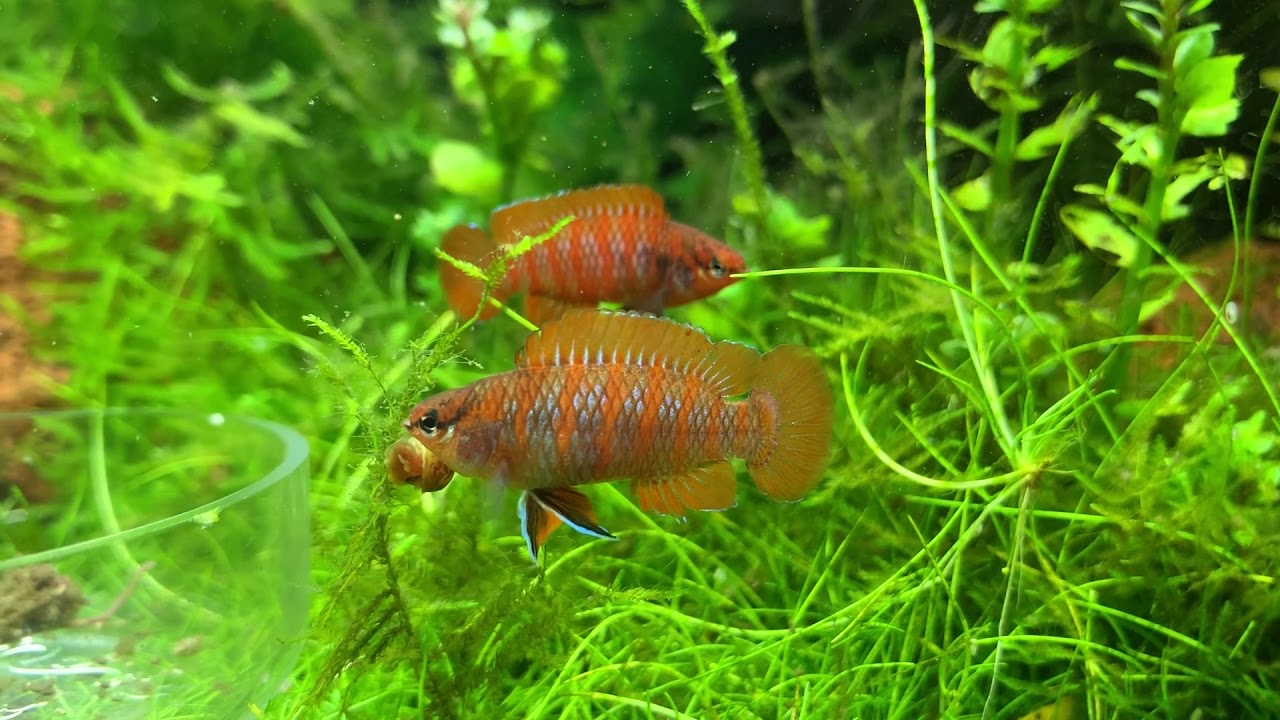 Бадис Скарлет красный (Dario dario (Badis sp. Scarlet))