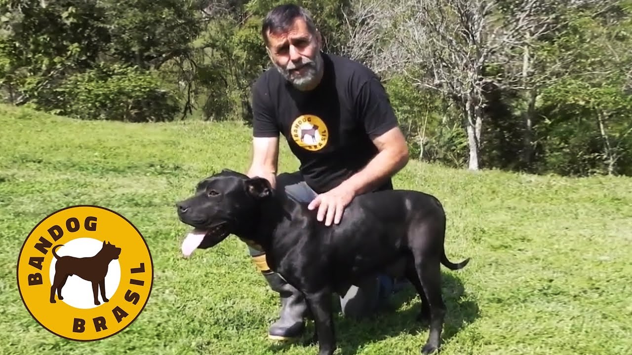 Jairo Teixeira mostra a sua nova ninhada de Bandog