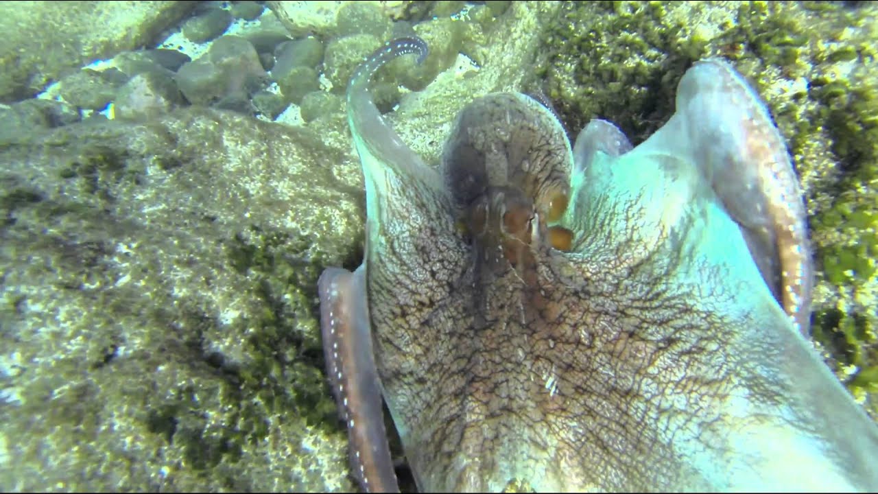 zourite la reunion boucan canot