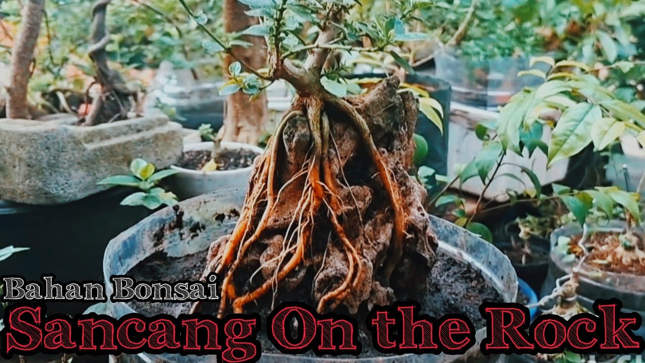 Sancang Sang Penahluk Batu #bonsai #bonsaisancang #bonsaiontherock 