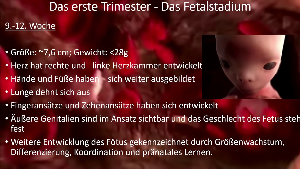 Pränatale Entwicklung -  Entwicklung im Mutterleib