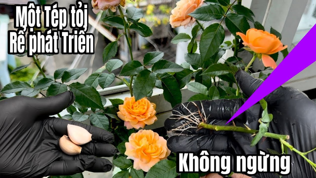 Trồng Hoa Hồng Từ Một Tép Tỏi / Grow roses from garlic cloves.