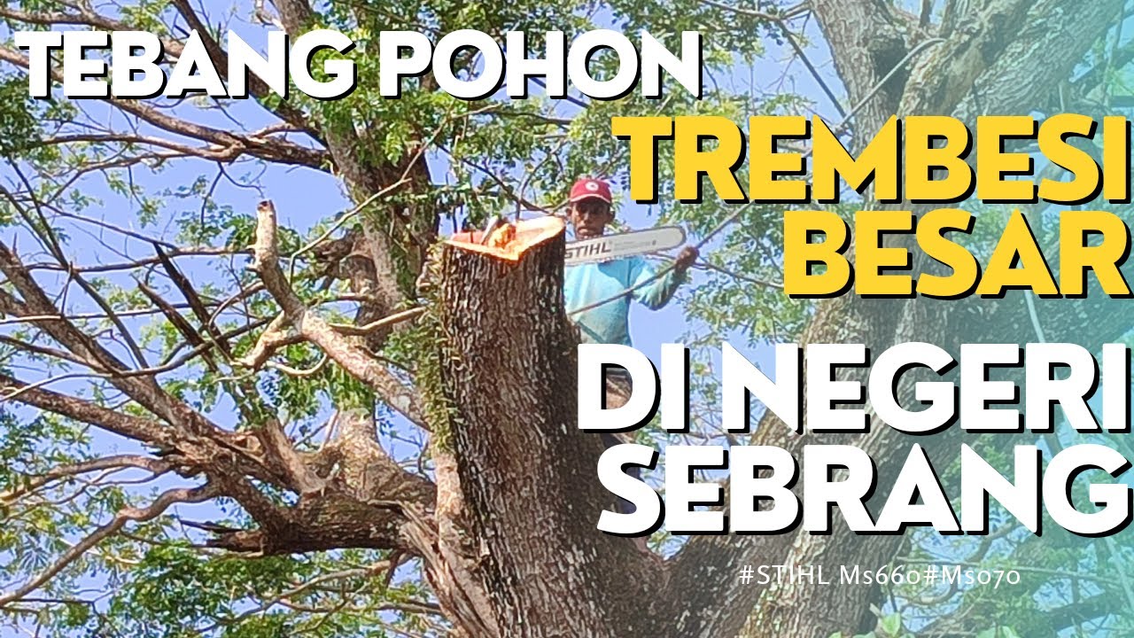 EKSTREM‼️TEBANG POHON TREMBESI BESAR DI NEGERI SEBRANG#chainsawstihl #woodworking #ms660 #ms070