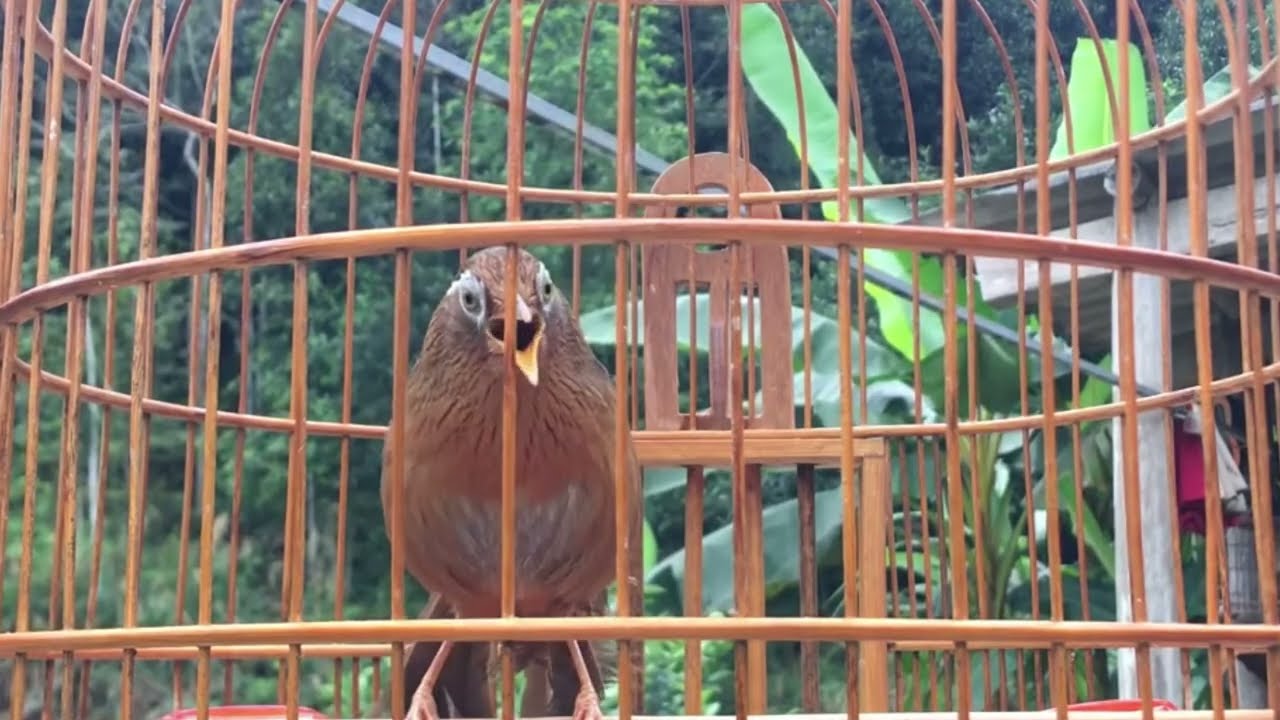 Hoạ Mi Già Rừng Hót Đấu Căng Lửa Tốc Độ Mở Nhanh Giọng Luyến Láy Cực Hay 