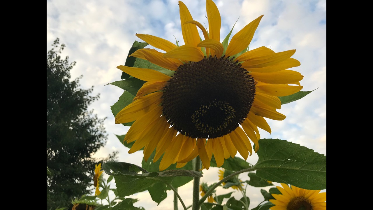 A Quiet Gallery of Flower Blooms (45 Minutes)  Calm Still Images Set to Ambient Music