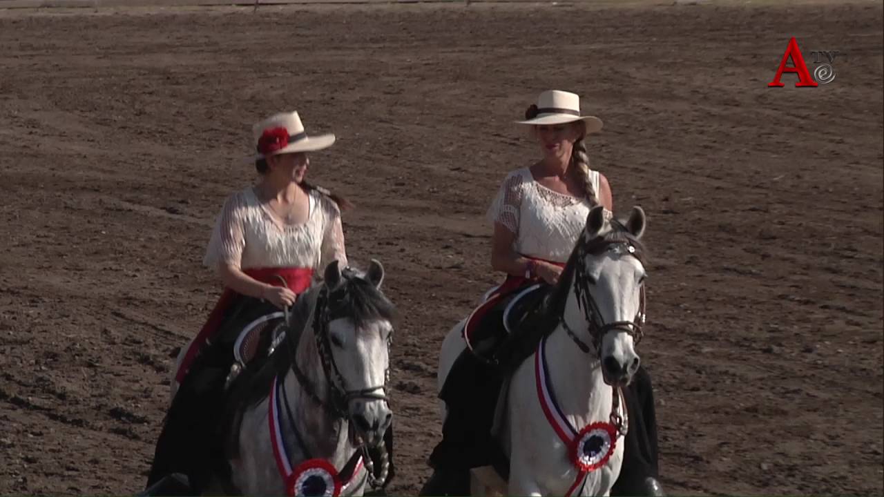 Caballos de paso Peruanos