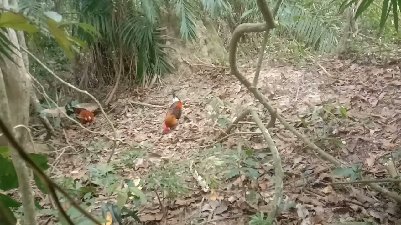 Aksi C sonchai kill no 2