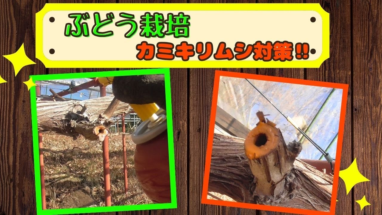 【素人農園】ぶどう棚のカミキリムシ対策