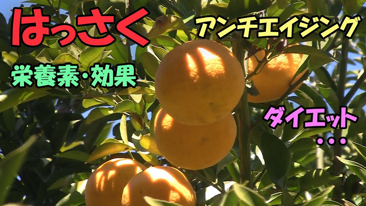 【八朔】はっさくの栄養素・効果