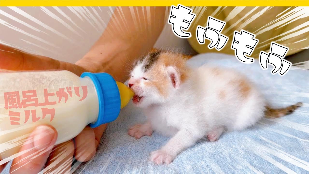 【子猫のミルク】シャンプー後がフワモフでかわいすぎた【保護猫生活7日目】