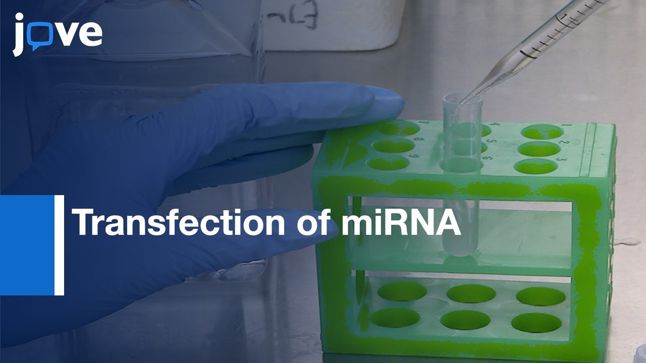 Transfection of miRNA in Cells by Next Generation Electroporation | Protocol Preview
