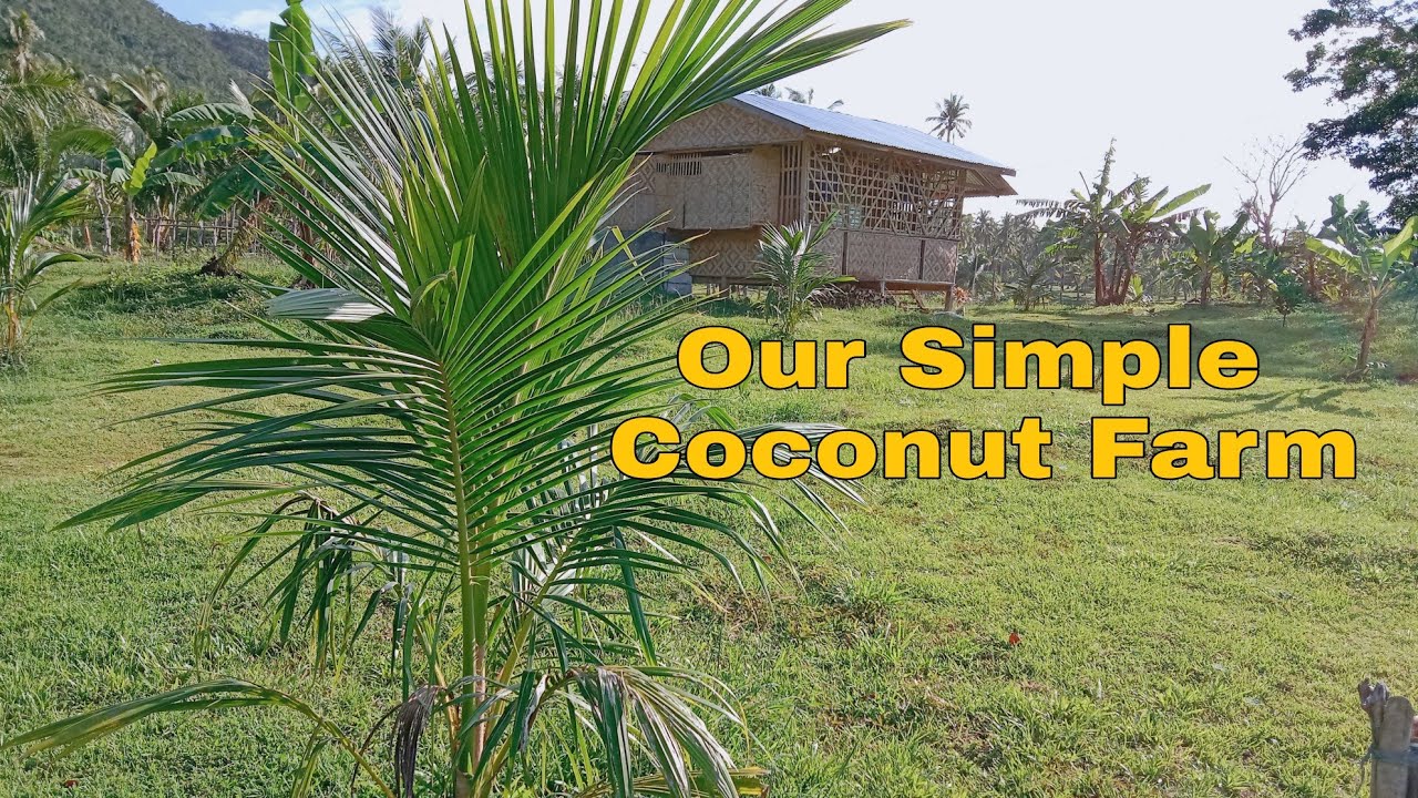 Coconut Farming / Niyogan / Kalubihan