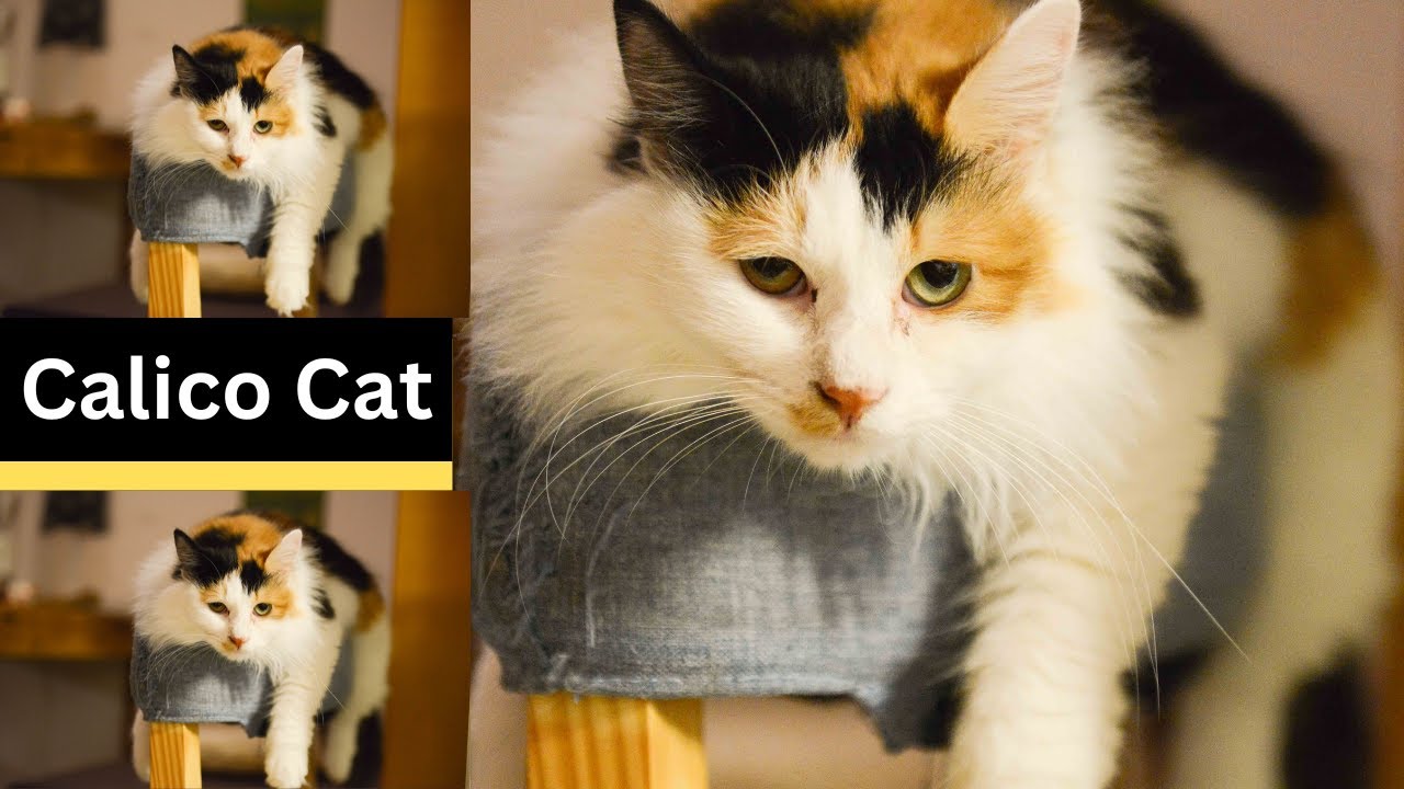 Calico Cat 101 - Personality - Color - Health - Food - Some Facts #cutecats #viralvideo