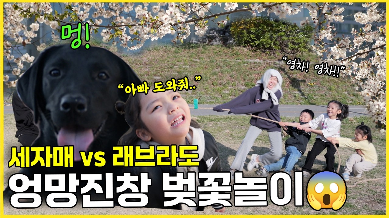 벚꽃놀이 갔다가 멘붕&hellip; 세자매 vs 11개월 래브라도의 결말ㅋㅋ