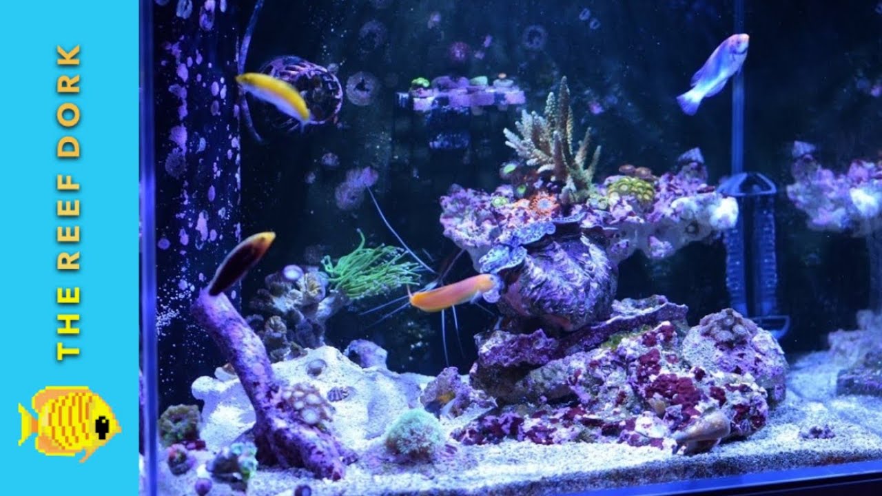 Aqua One Mini Reef 120 - 6 Months [4k]