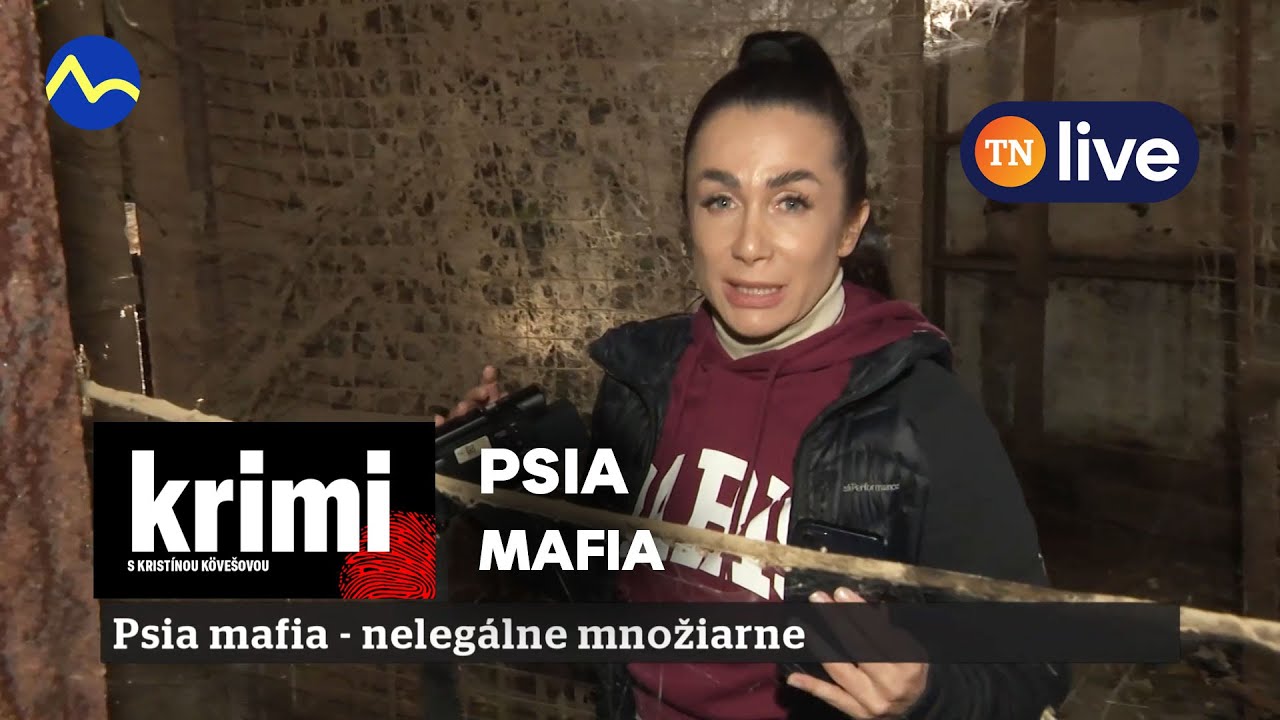 Psia mafia na utrpení zvierat zarába státisíce: KRIMI s Kristínou Kövešovou | TN live