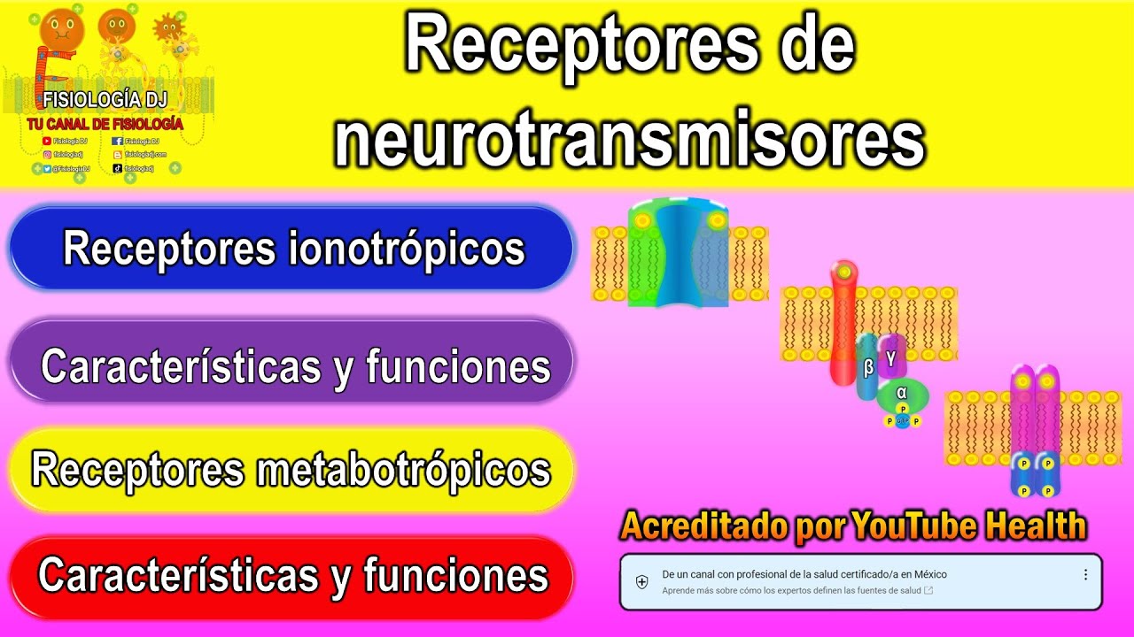 Neurotransmisores | Sistema nervioso central | Receptores ionotrópicos y metabotrópicos