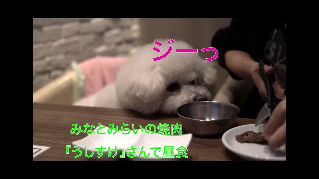 大好きな赤レンガ倉庫にテンションが上がるビジョンフリーゼ