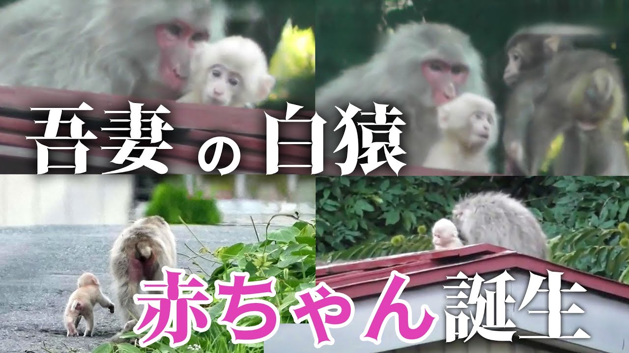 &ldquo;吾妻の白猿&rdquo; 赤ちゃん誕生！
