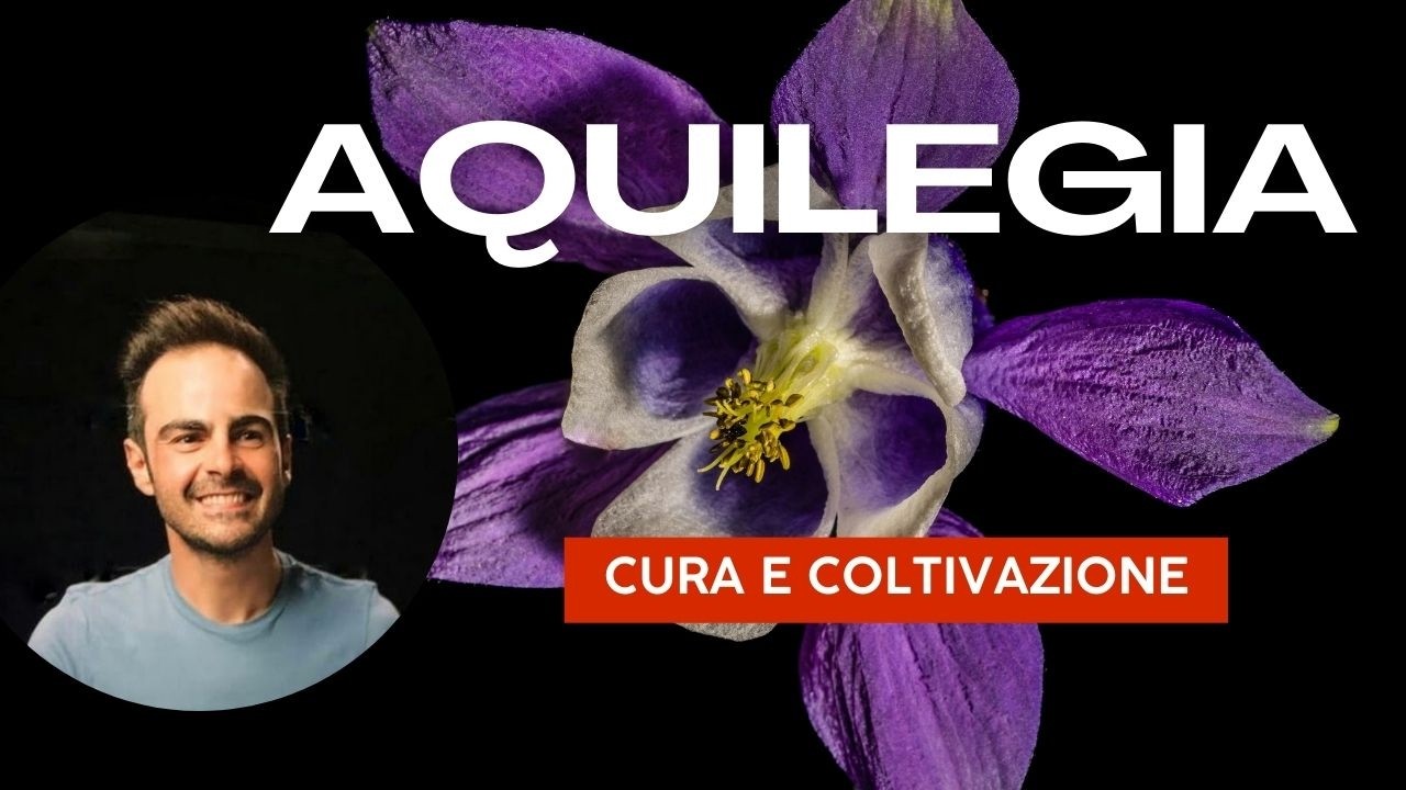 Aquilegia: Guida Completa alla Coltivazione, Cura e Moltiplicazione