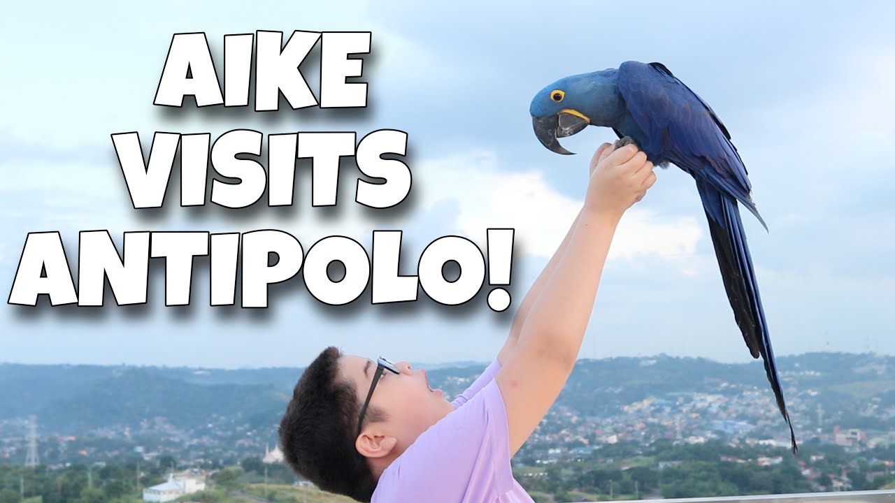 BRINGING AIKE TO ANTIPOLO FOR THE SECOND TIME! Aike visits Antipolo! (HYACINTH MACAW) | Murillo Bros