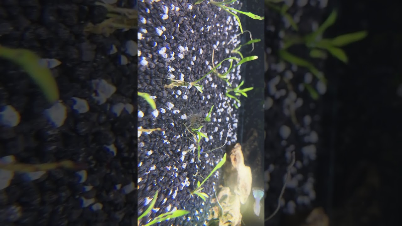 #aquarium
