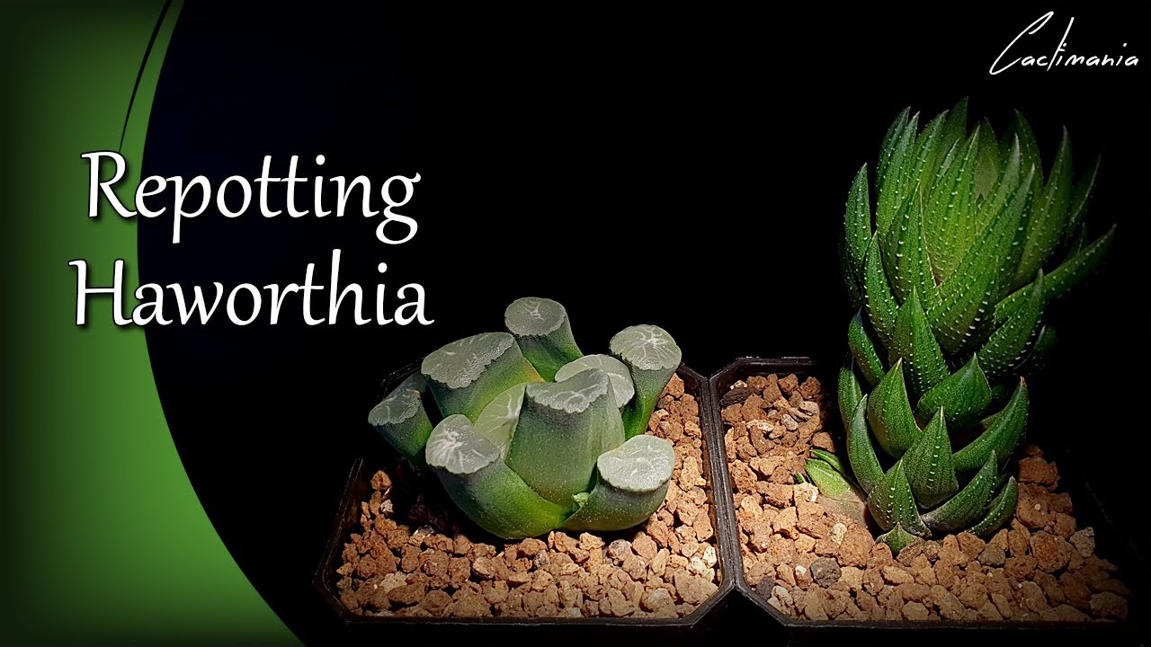 Пересадка хавортий | Coarctata Greenii и Maughanii | Коллекция кактусов и суккулентов