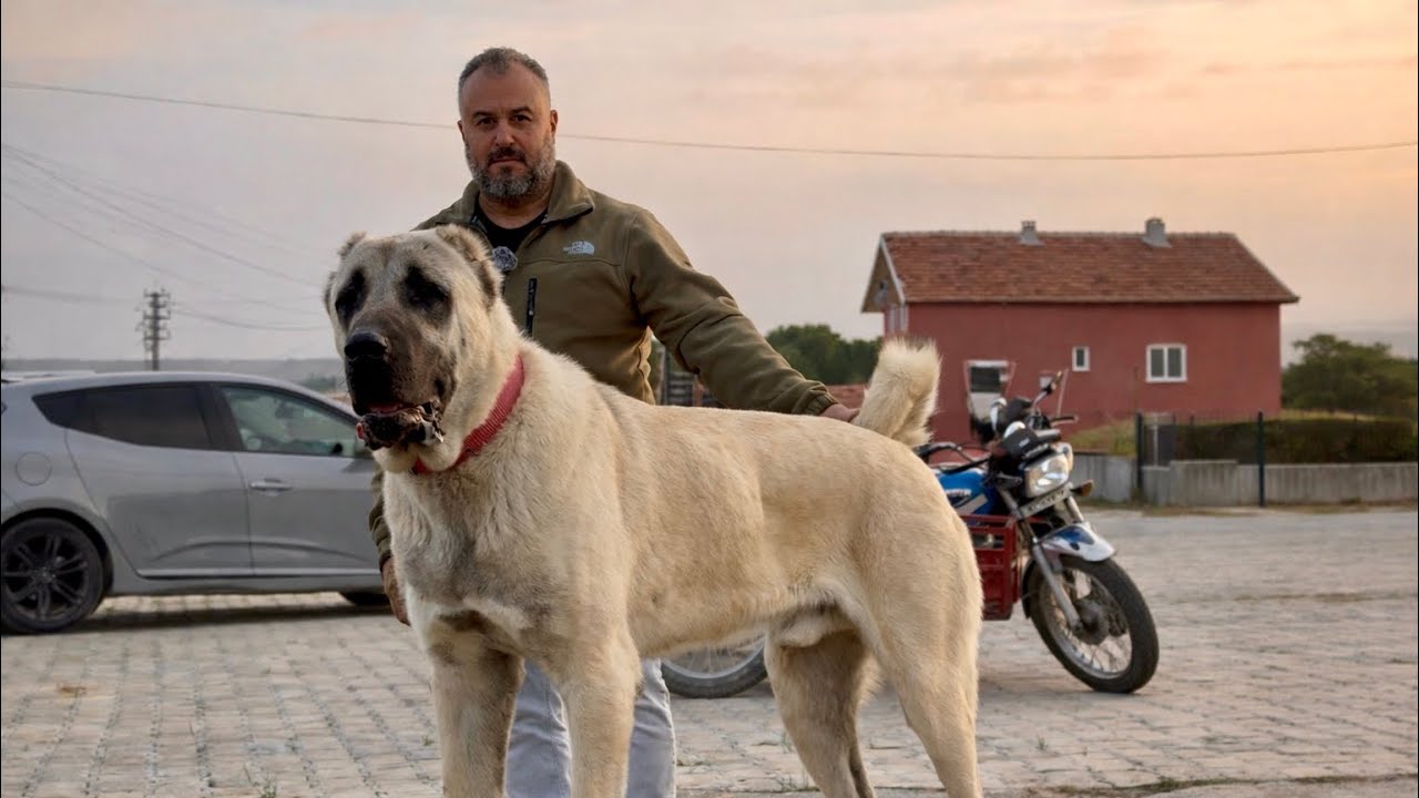 Gerçek ANADOLU ASLANI Buldum !  Denizli’den hazine çıktı. AMAZON KANGAL 