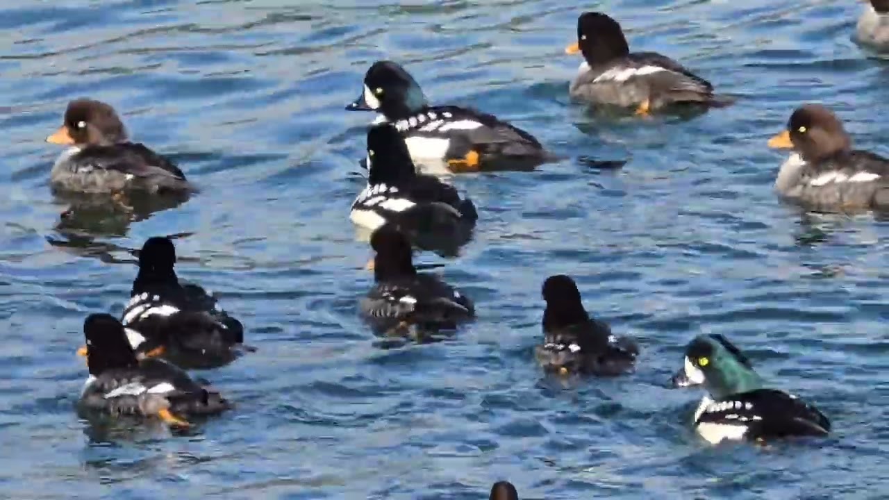 Wild Ducks on the Sea | Beautiful Drive Along English Bay & Stanley Park #nature #wildlife #animals 