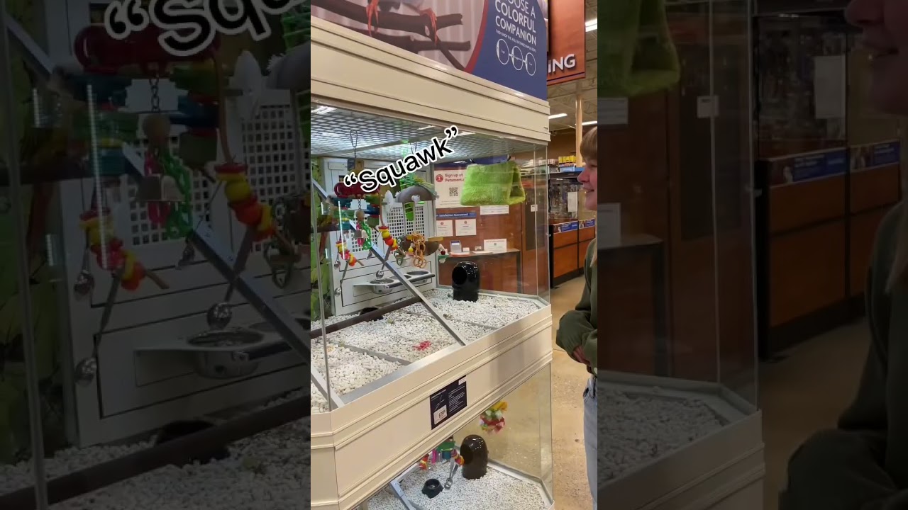 Making friends with the parrot at petsmart