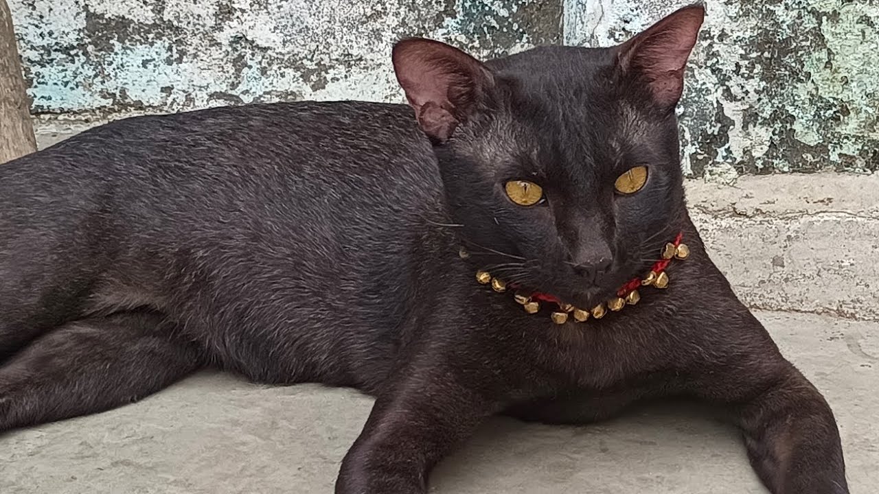 Sultan new vlog. Daily routine masti 🐈‍⬛🧿 #youtube #cat #blackcat #love @Catofskylight 
