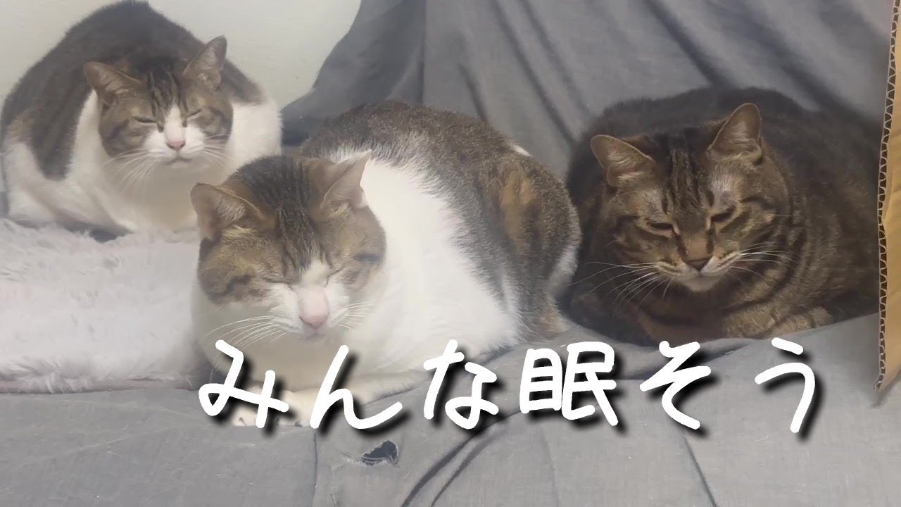 Все выглядят сонными.