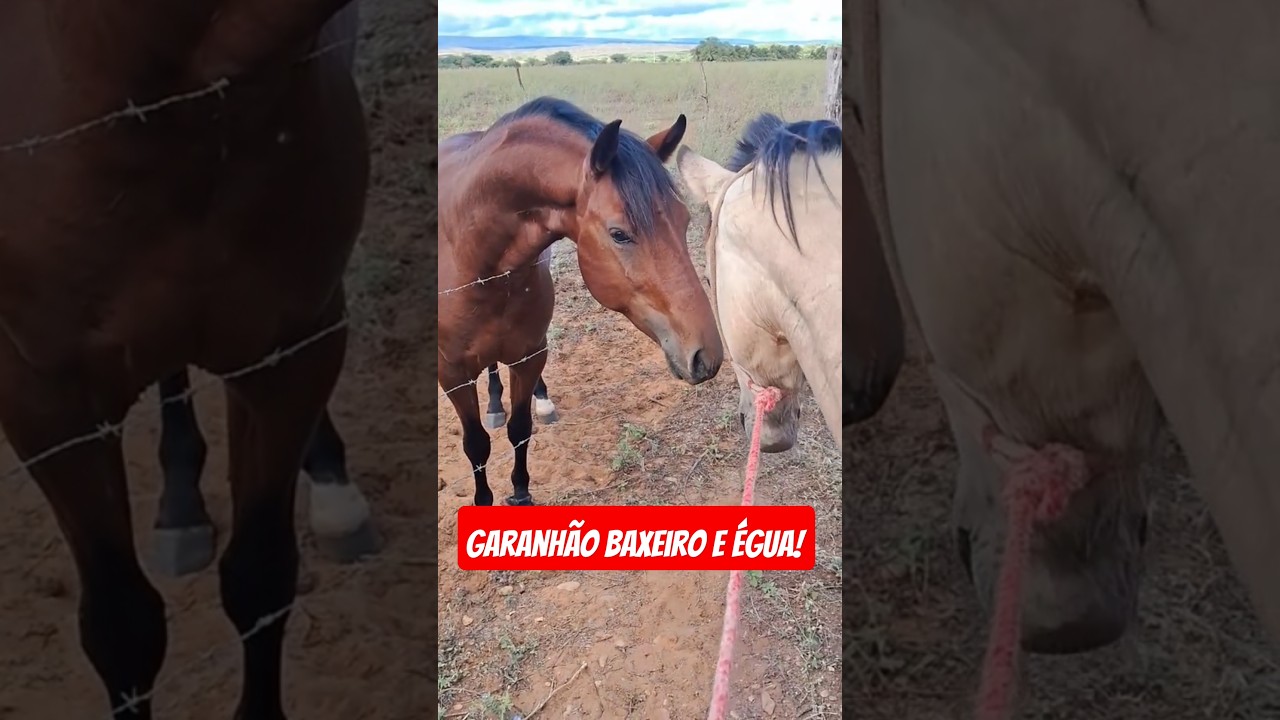 Garanhão baxero de pega de boi no mato e égua pra cruza baxeira também!🐎🐎🏡❤️🏇🥰🫶