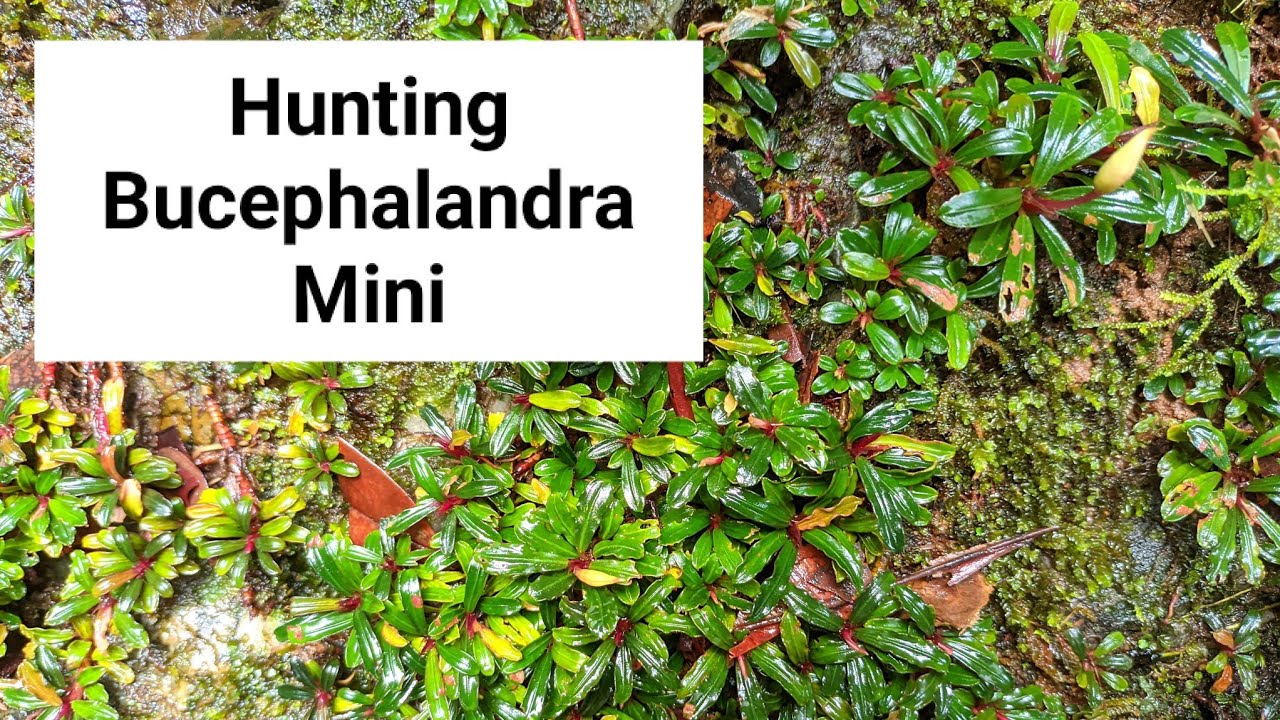 BERBURU TANAMAN AQUASCAPE BUCEPHALANDRA #aquascape #bucephalandra