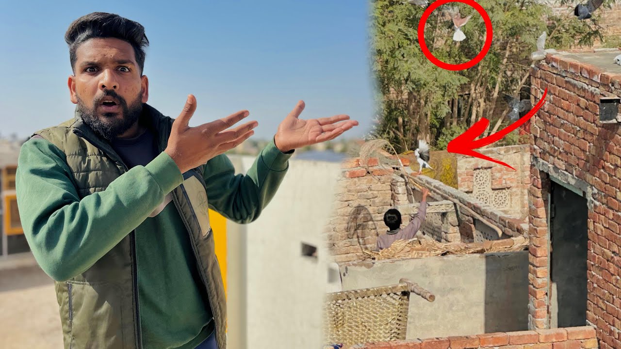 Aaj bachon ka nela Aseel kabutar utar liya 😱😳