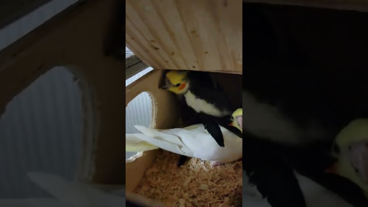 Angry  cockatiel