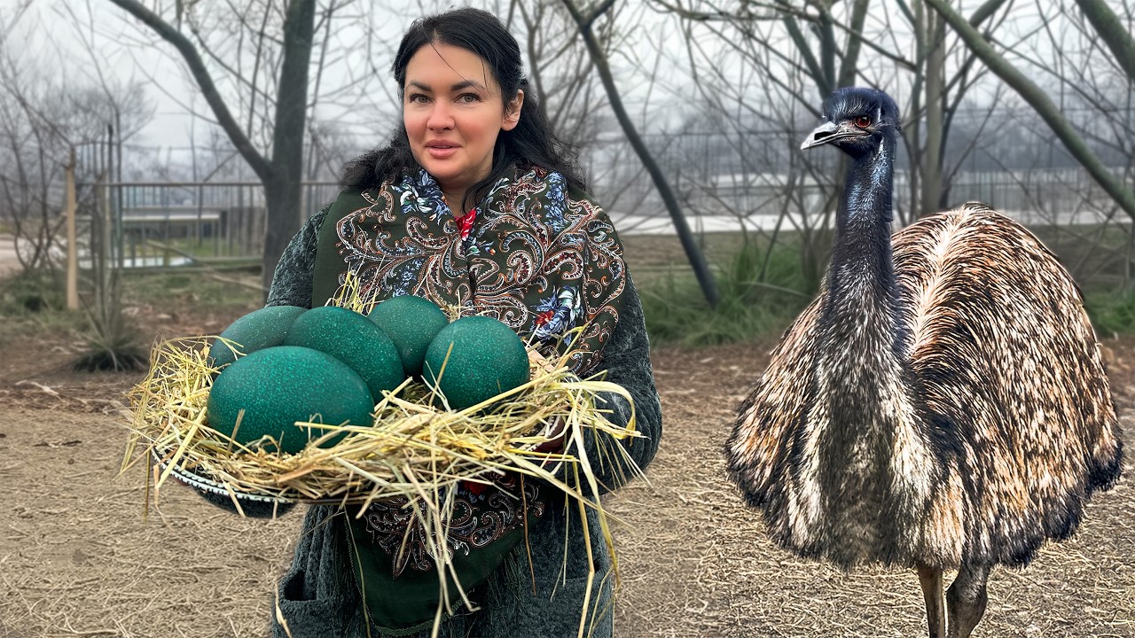Омлет из Яиц Автралийского Страуса и Насыщенный Говяжий Стейк
