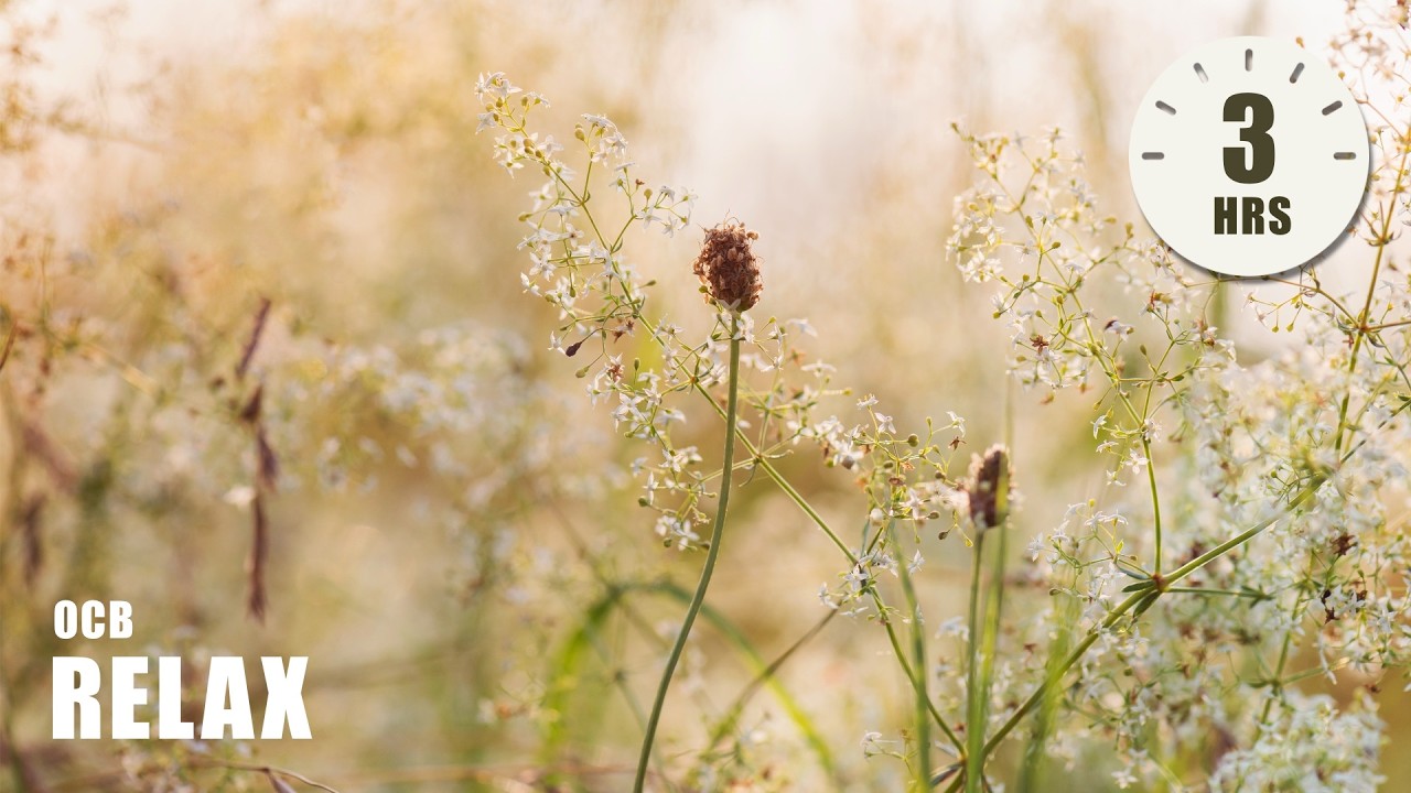 Hayfield ☀️ Positive & Uplifting Morning Music | Ocb Relax