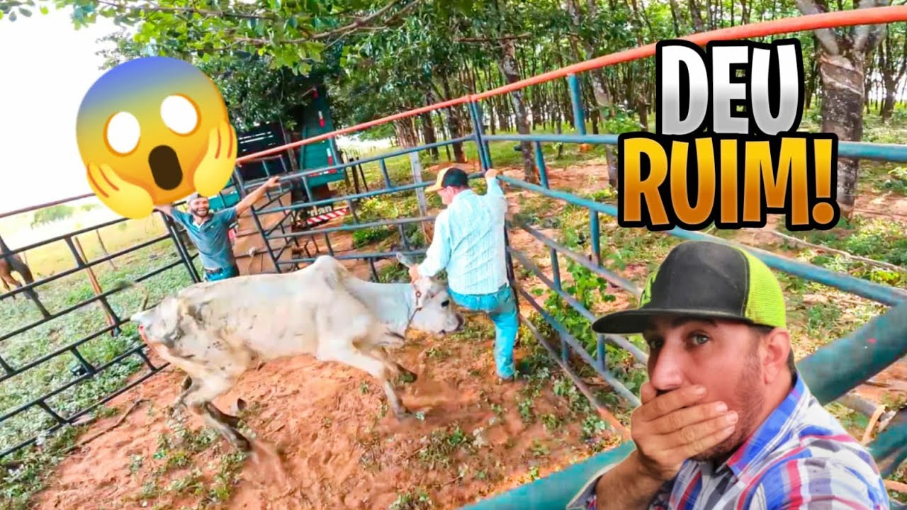 PEÃO ABUSADO ENTROU NO CURRAL DO BOI BRAVO! veja o que deu?