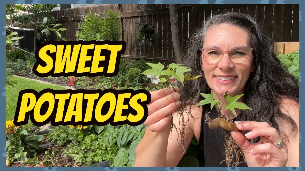 Planting Sweet Potatoes in Saskatchewan, Canada