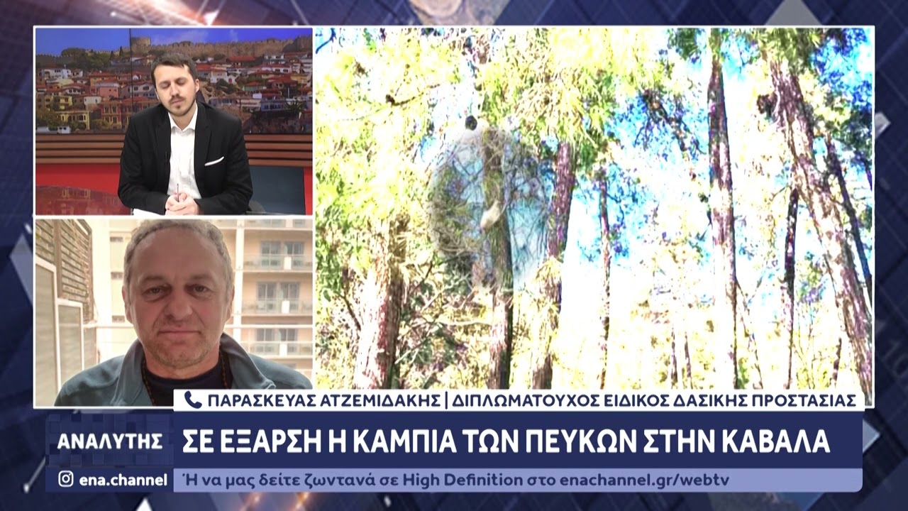 Σε έξαρση η κάμπια των πεύκων στην Καβάλα - Τι να προσέξετε