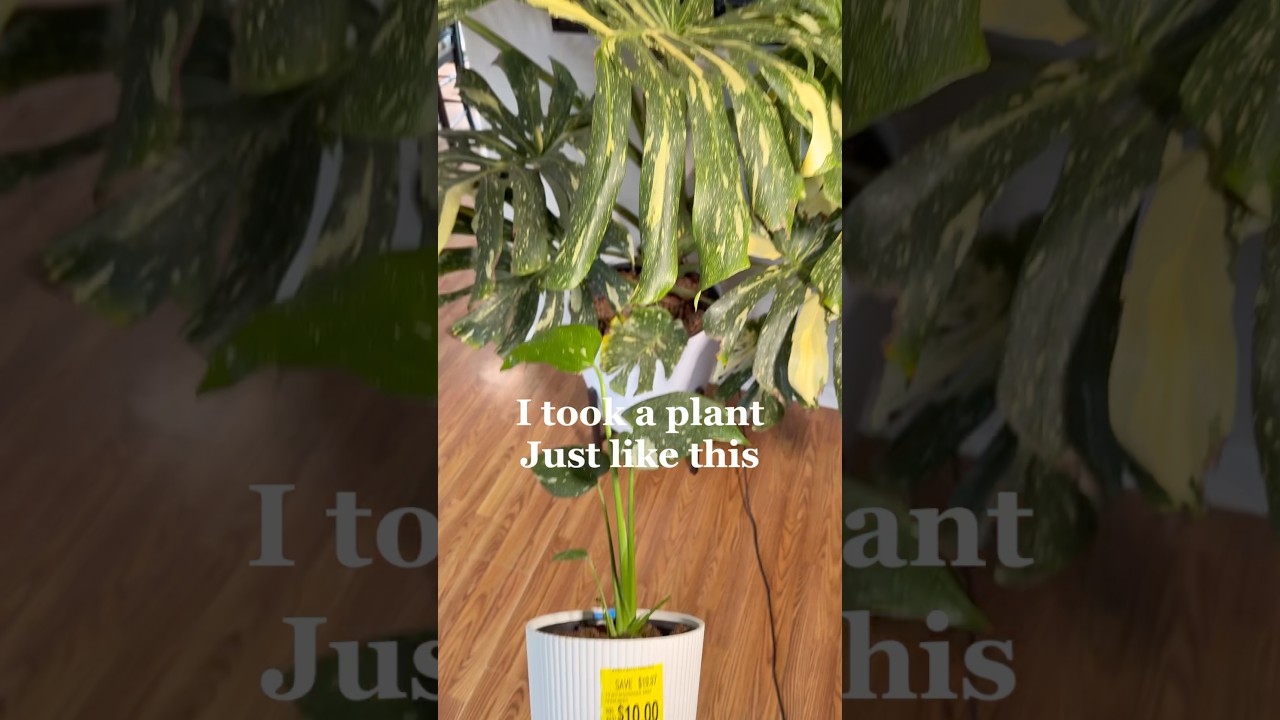 You too, can have a monstera that tries to take over your home  #monstera #semihydroponics