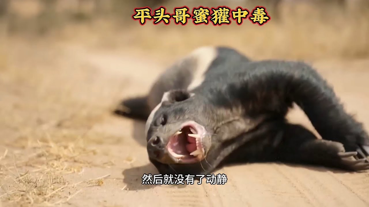 平頭哥蜜獾被黑曼巴蛇偷襲中毒倒地不起 #动物世界 #野生动物 #动物大战 #自然纪录 #生物科普