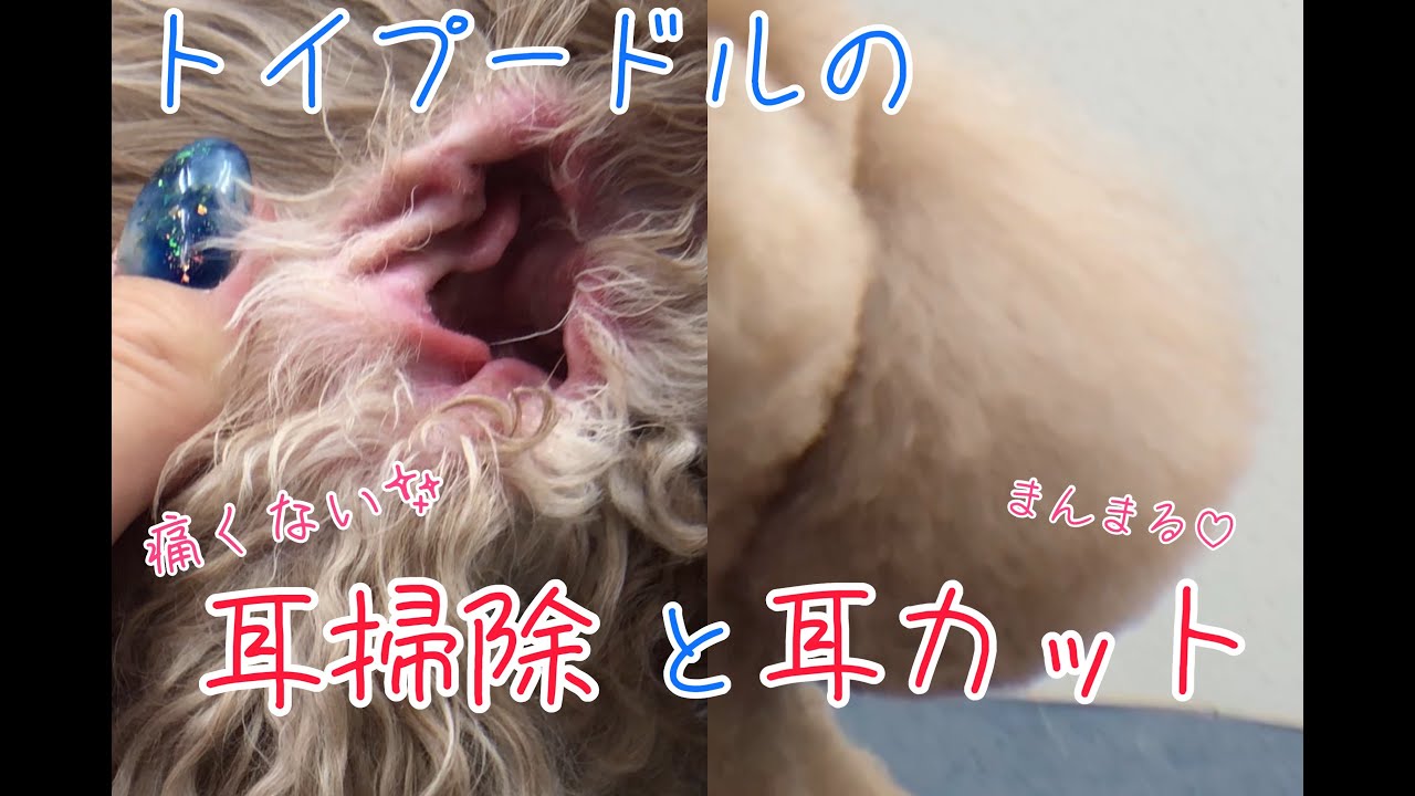 トイプードルの優しい耳掃除とまんまるお耳カット