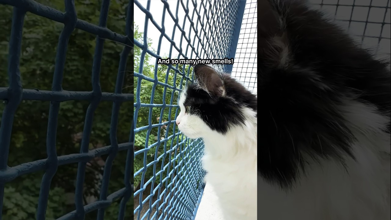 A Catio (patio for cats) #mauriandcucumbers #cats #cat