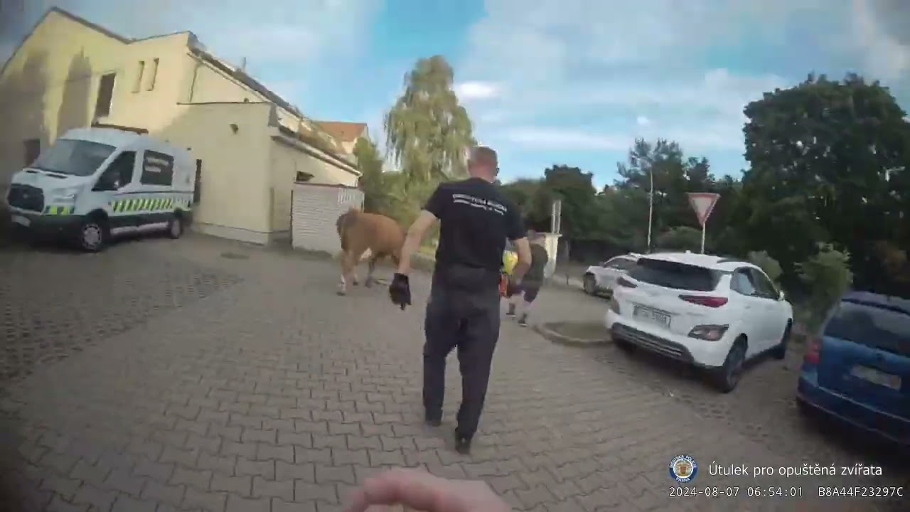 STRÁŽNÍCI NA ULICI V PRAZE NAHÁNĚLI KRÁVU