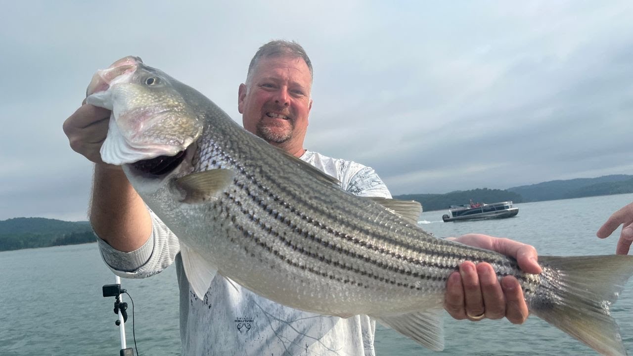 Striped Bass And Smallmouth Action -  Fishing on Norris Lake Tennessee