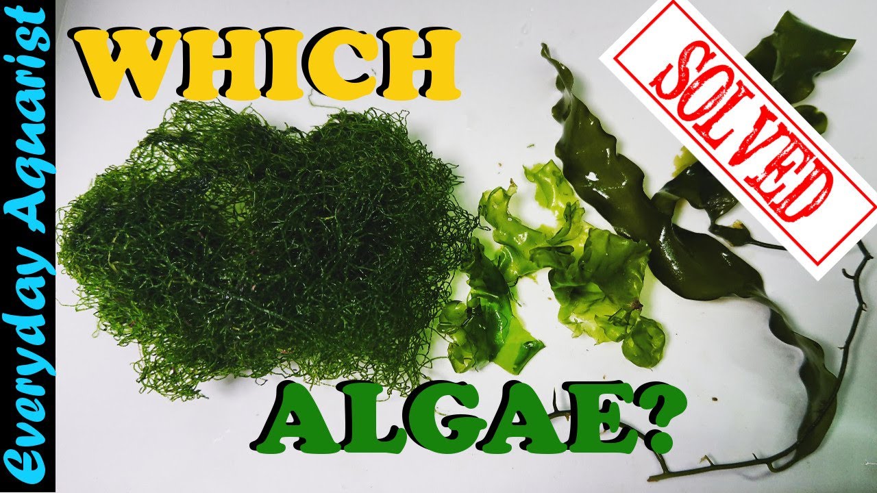 Best Refugium Macroalgae For Reef Tank CHAETO ULVA CAULERPA Lower Nitrates & Phosphates