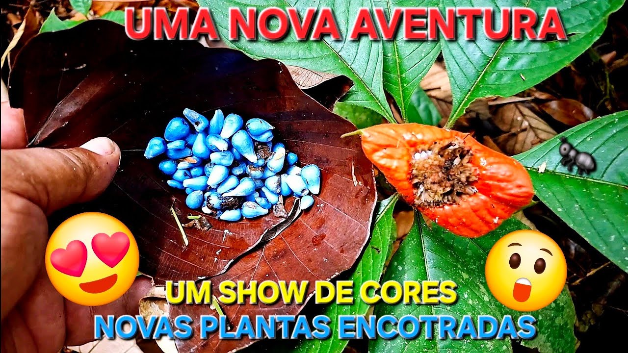 Como encontrar novas plantas em busca de plantas para sua casa #natureza #garden 